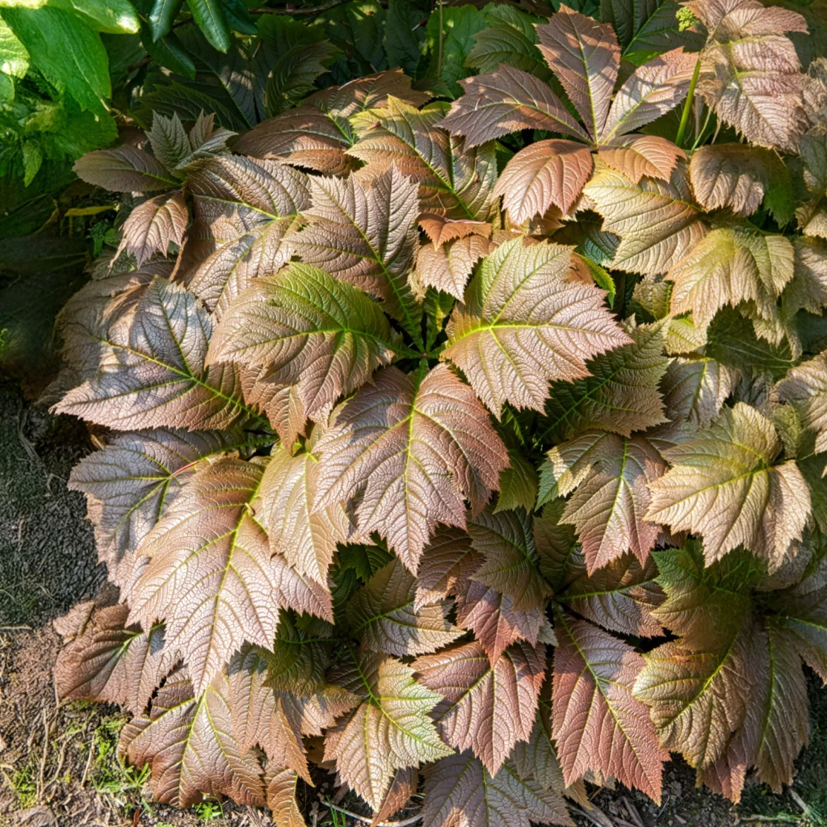 Rodgersia à feuilles larges - Le feuillage qui change tout