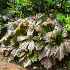 Rodgersia à feuilles larges - Le feuillage qui change tout