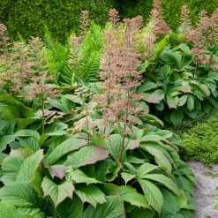 Rodgersia à feuilles larges - Le feuillage qui change tout