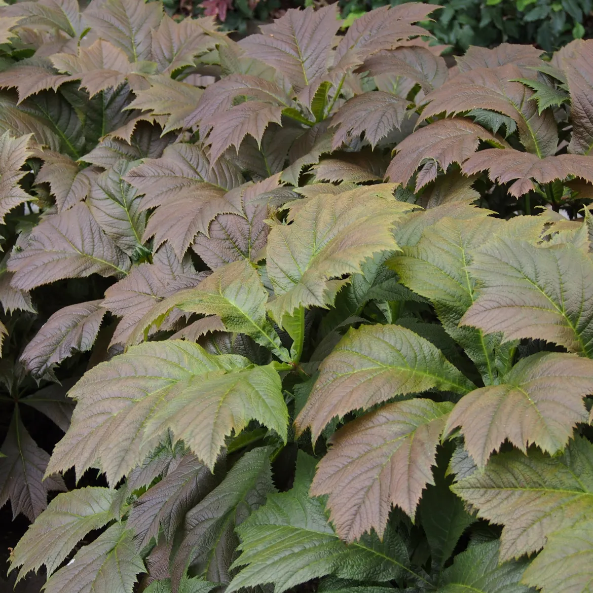 Rodgersia à feuilles larges - Le feuillage qui change tout