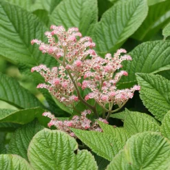 Rodgersia henrici - Un feuillage qui change tout