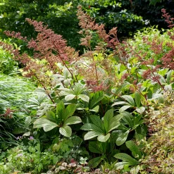 Rodgersia henrici - Un feuillage qui change tout