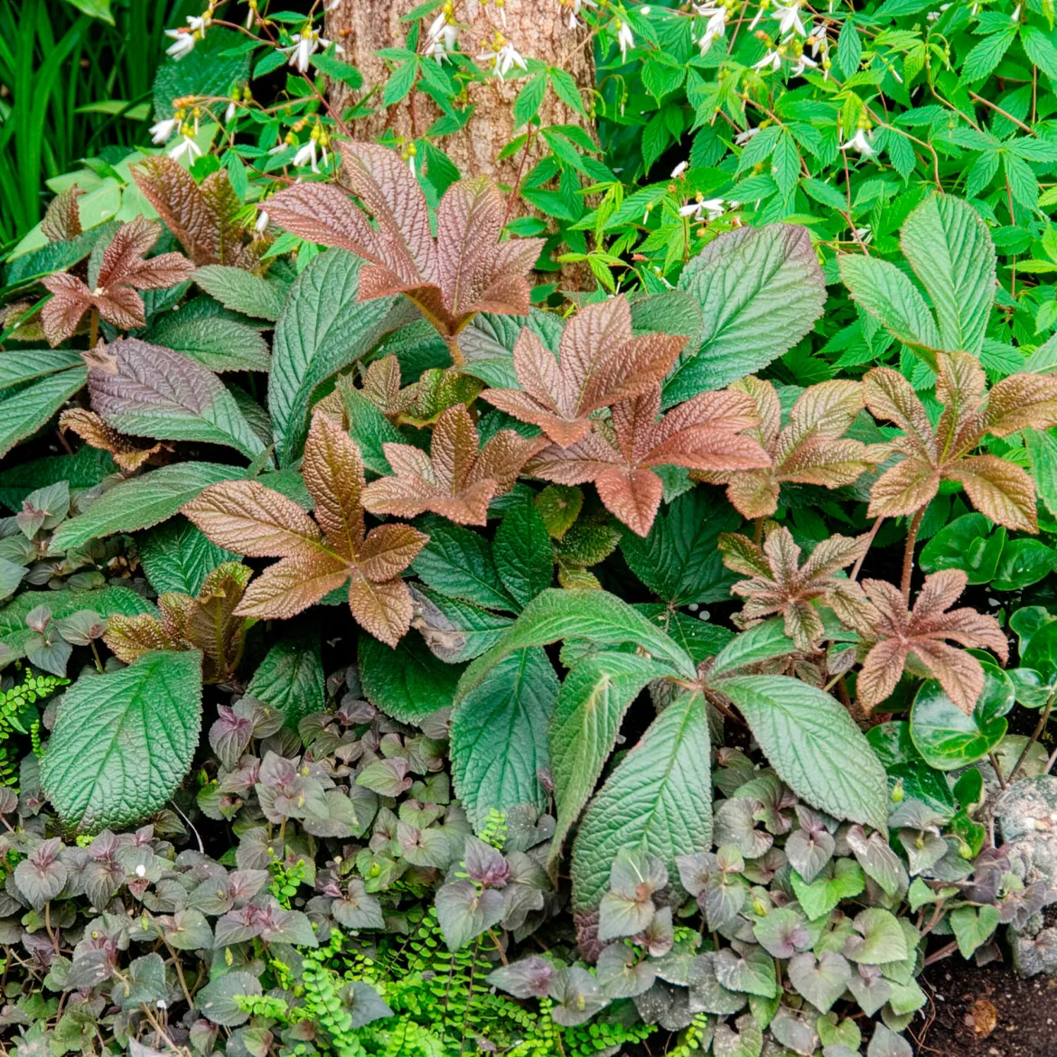 Rodgersia henrici - Un feuillage qui change tout