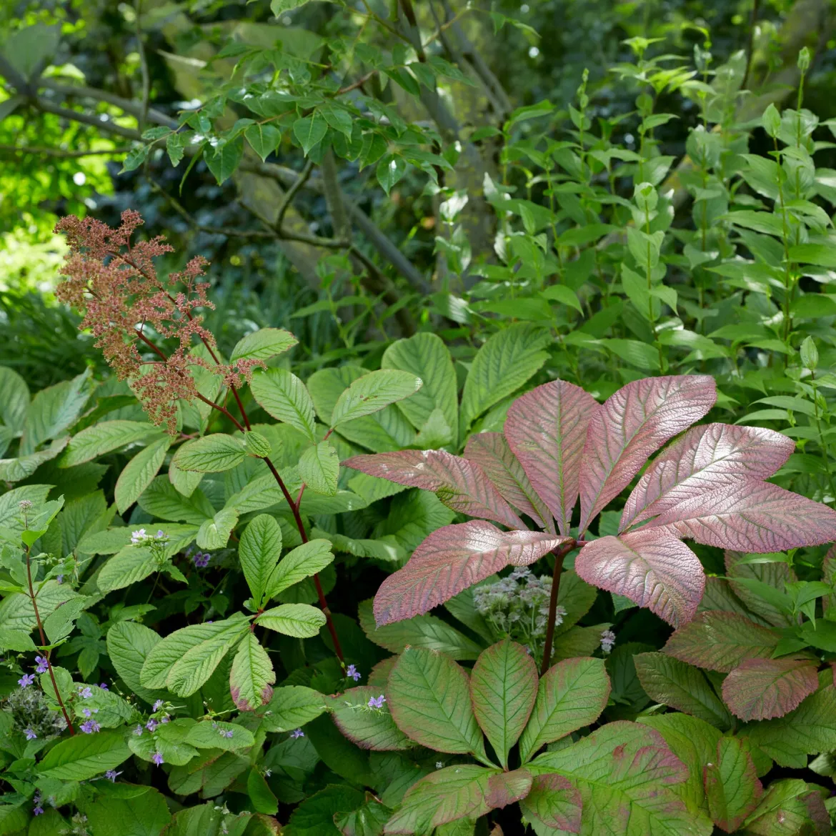 Rodgersia henrici - Un feuillage qui change tout