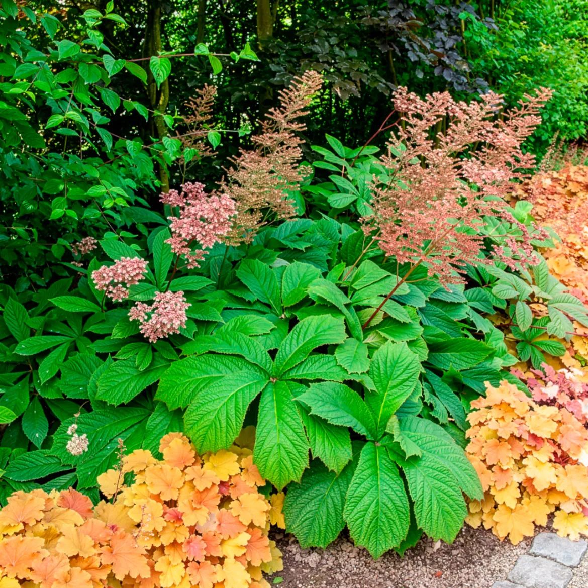 Rodgersia henrici - Un feuillage qui change tout