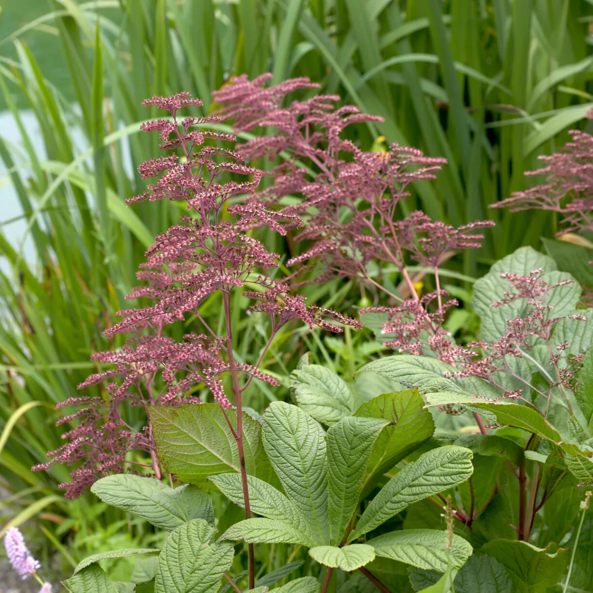 Rodgersia henrici - Un feuillage qui change tout