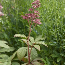 Rodgersia pinnata - L'exotique des coins ombragés