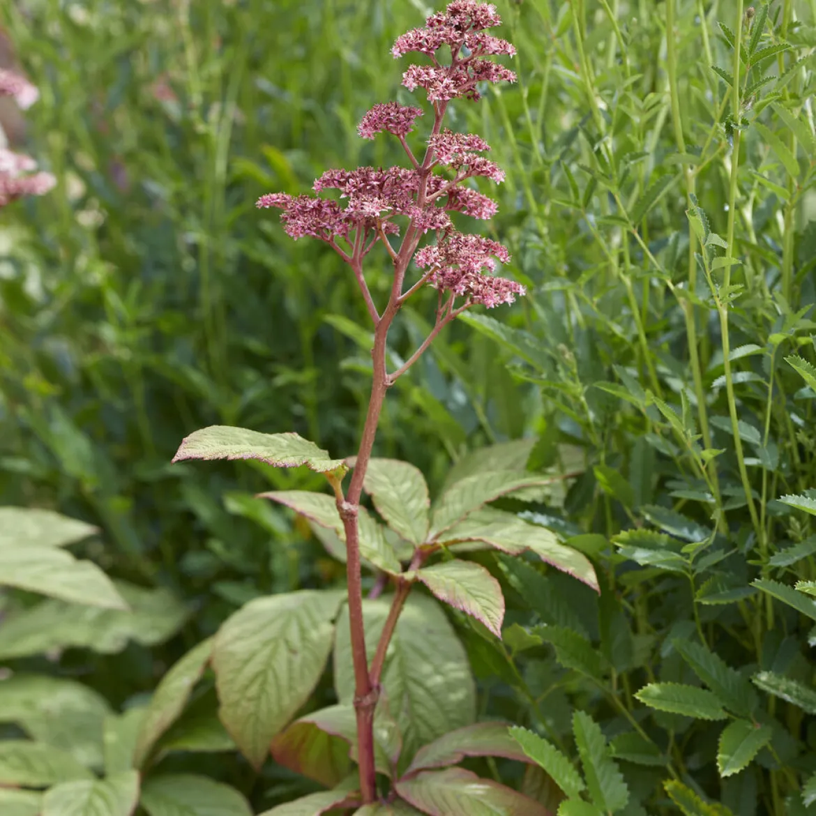 Rodgersia pinnata - L'exotique des coins ombragés