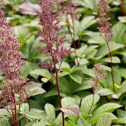 Rodgersia pinnata - L'exotique des coins ombragés