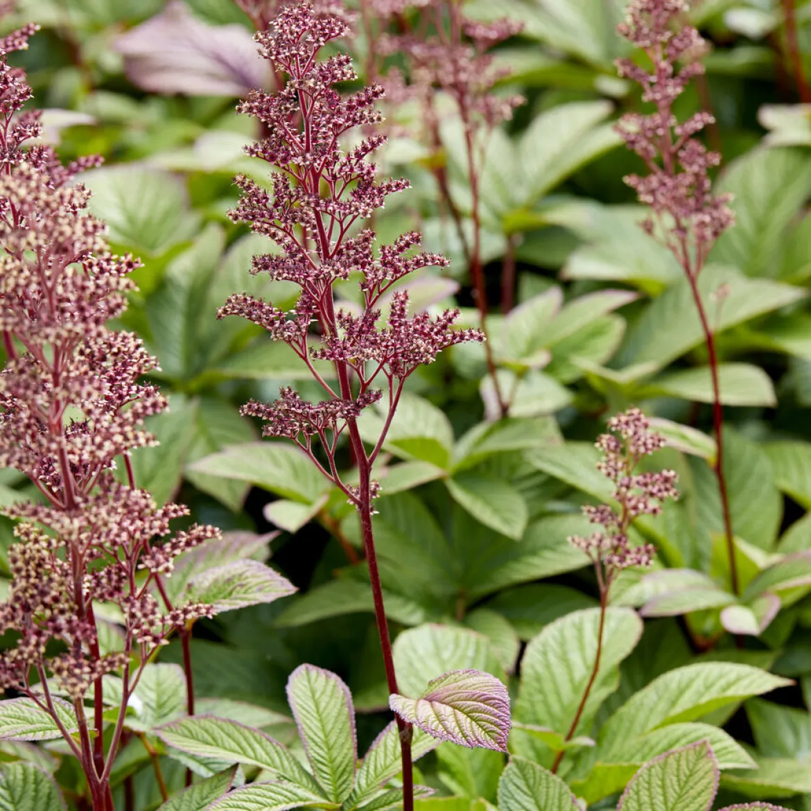 Rodgersia pinnata - L'exotique des coins ombragés