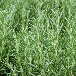 Romarin officinale - Cueillez frais toute l'année