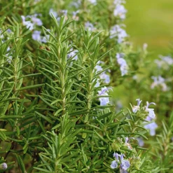 Romarin officinale - Cueillez frais toute l'année