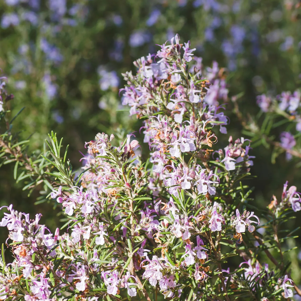 Romarin officinal Majorca Pink - Le romarin qui fleurit rose