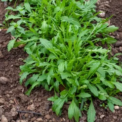 Roquette cultivée - Récolte piquante en 4 semaines