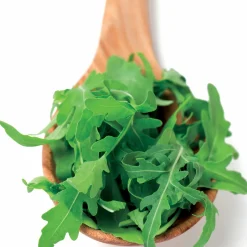 Roquette cultivée - Récolte piquante en 4 semaines