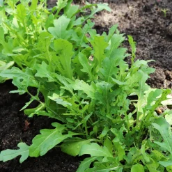 Roquette cultivée - Récolte piquante en 4 semaines
