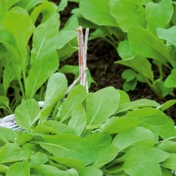 Roquette Pronto - Récolte en 4 semaines