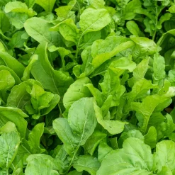 Roquette Pronto - Récolte en 4 semaines