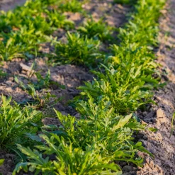 Roquette sauvage Rocky Wild Bio - Récolte piquante en 2 mois