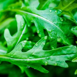 Roquette Wildfire (Wasabi) - Une salade au goût wasabi