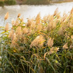 Roseau commun - Une berge naturelle en un été