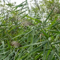 Roseau commun - Une berge naturelle en un été