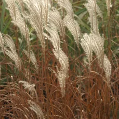 Roseau de Chine 'Adagio' - Le nuage argenté du jardin