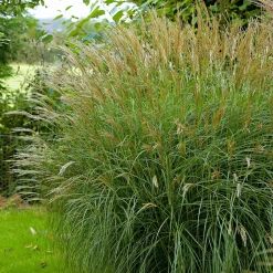 Roseau de Chine 'Adagio' - Le nuage argenté du jardin