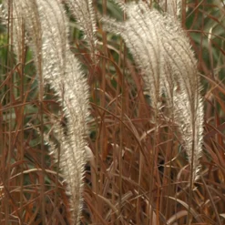 Roseau de Chine 'Adagio' - Le nuage argenté du jardin