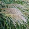 Roseau de Chine 'Gracillimus' - Le mouvement dans votre jardin