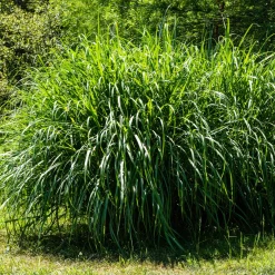 Roseau de Chine 'Gracillimus' - Le mouvement dans votre jardin