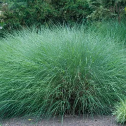 Roseau de Chine 'Gracillimus' - Le mouvement dans votre jardin