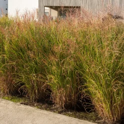 Roseau de Chine 'Gracillimus' - Le mouvement dans votre jardin
