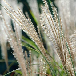 Roseau de Chine 'Gracillimus' - Le mouvement dans votre jardin