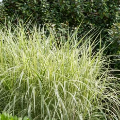 Roseau de Chine 'Variegatus' - Un feuillage lumineux tout l'été