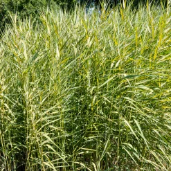Roseau panaché - Un rideau doré au bord de l'eau