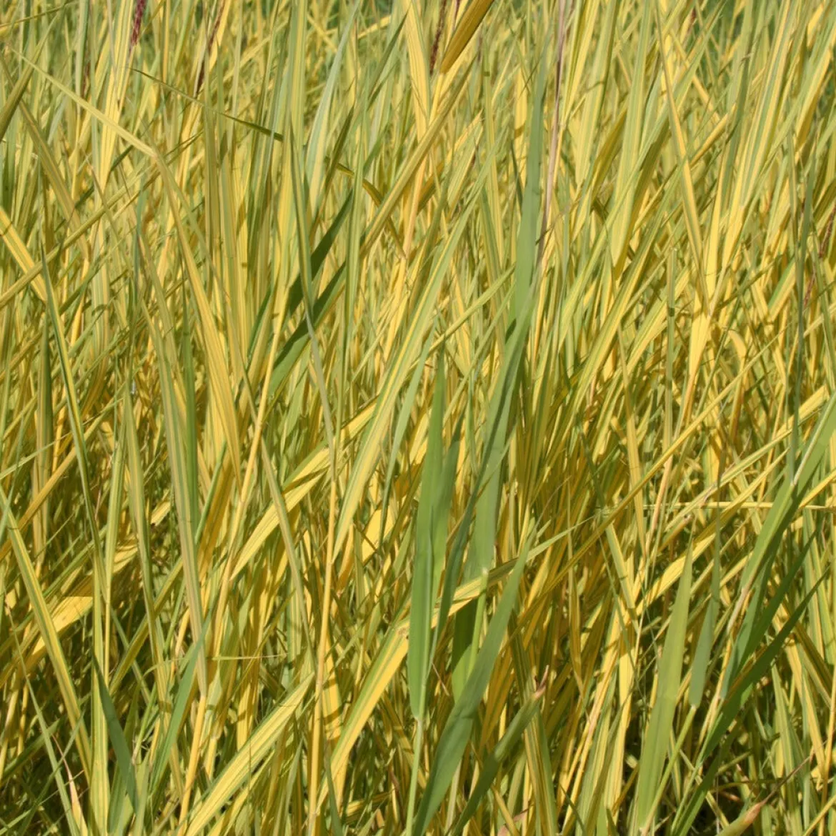 Roseau panaché - Un rideau doré au bord de l'eau