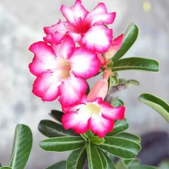 Rose du désert + cache pot blanc 16 cm. - Parfaite pour illuminer vos intérieurs