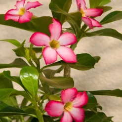 Rose du désert - Floraison rose sur tronc sculptural