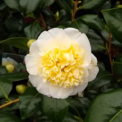 Rose du Japon Camellia 'Brushfields Yellow' blanc-jaune - Une fleur bicolore rare