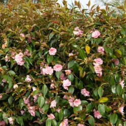 Rose du Japon Camellia 'Spring Festival' rose - Fleurs roses dès février