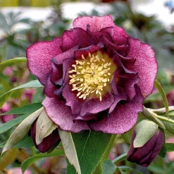 2 Roses de Noël doubles violette - La fleur star de l'hiver
