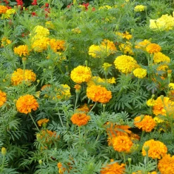 Roses d'Inde doubles en mélange - Un été de couleurs vives