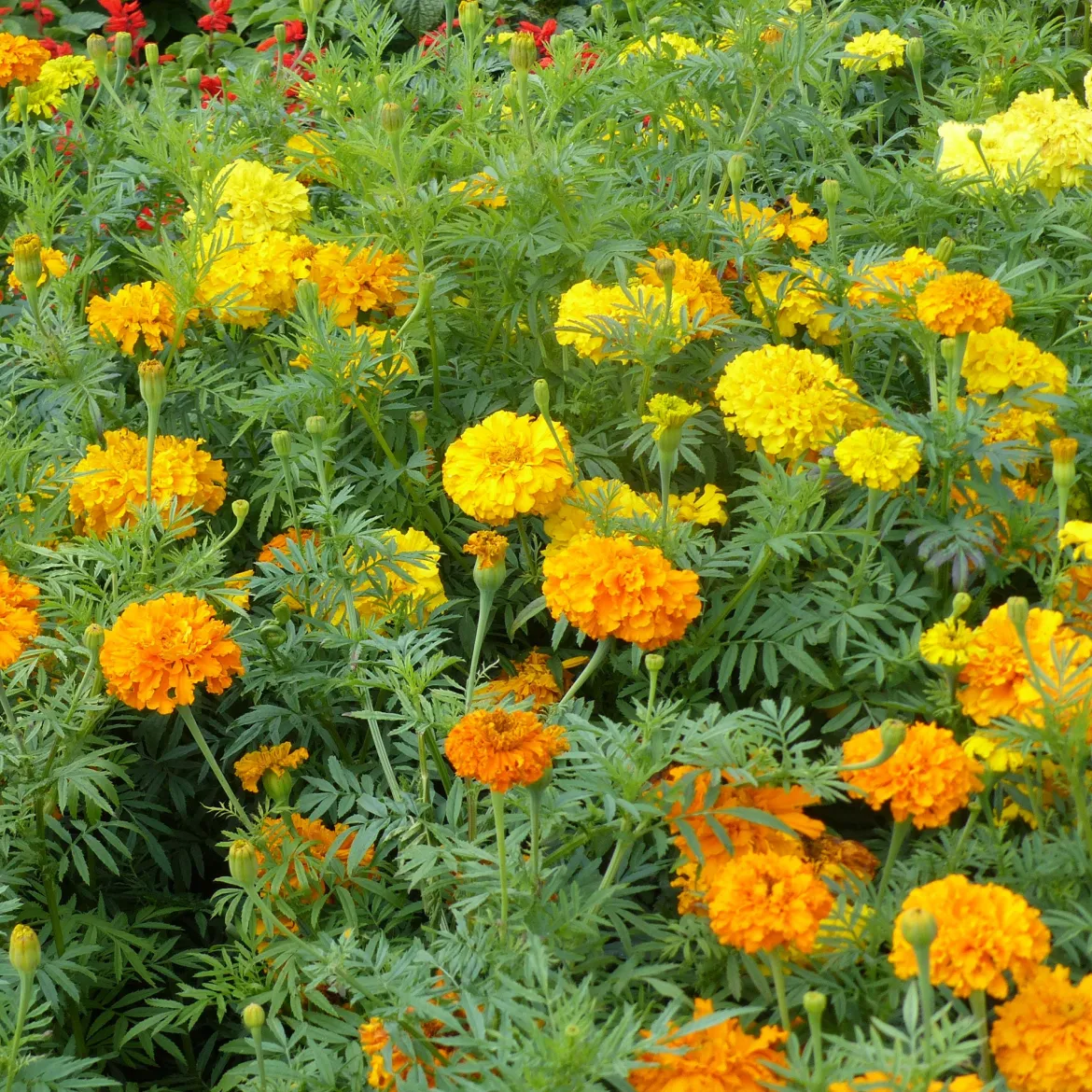 Roses d'Inde doubles en mélange - Un été de couleurs vives