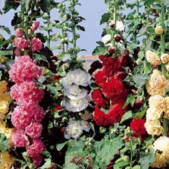 Roses trémières doubles Chater's en mélange - Des fleurs hautes tout l'été