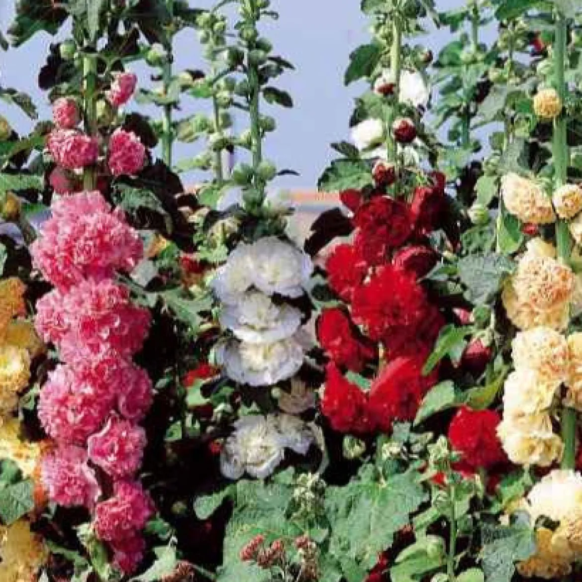Roses trémières doubles Chater's en mélange - Des fleurs hautes tout l'été