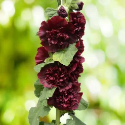 Rose trémière Chater's Double Purple - Un mur de fleurs doubles