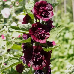 Rose trémière double Brun châtaigne - Un mur de fleurs brun rare