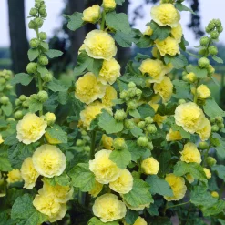 Rose trémière double Jaune - Un mur de fleurs jaunes