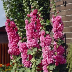 Rose trémière double Rose - Un mur de fleurs en été